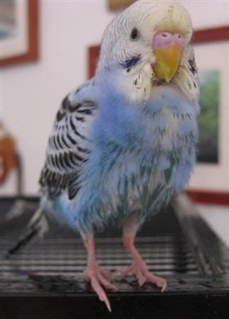 June62007-budgiebath063Custom.jpg