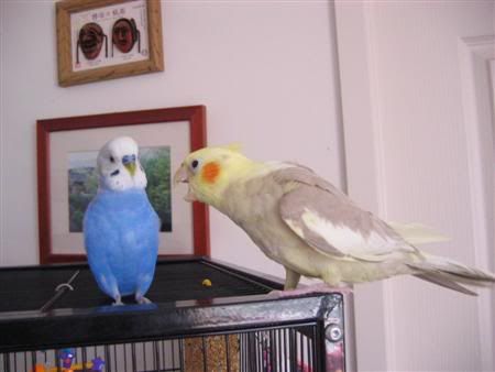 March112007-birds068Custom.jpg