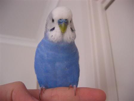 March112007-birds106Custom.jpg