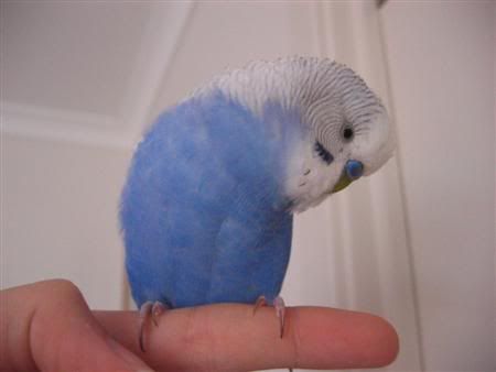 March112007-birds107Custom.jpg