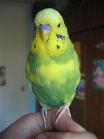 March112007-birds124Custom.jpg