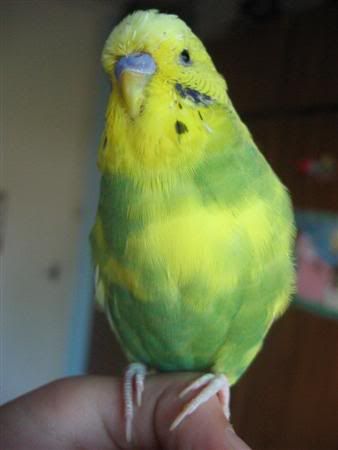 March112007-birds126Custom.jpg