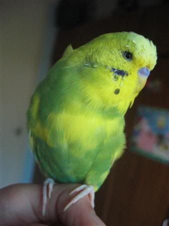 March112007-birds127Custom.jpg