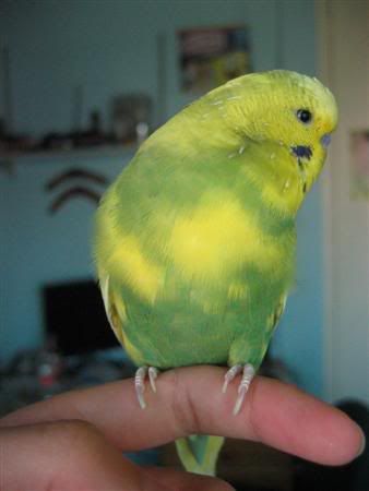 March152007-ozzie005Custom-1.jpg