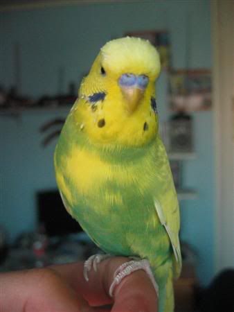 March152007-ozzie006Custom-1.jpg