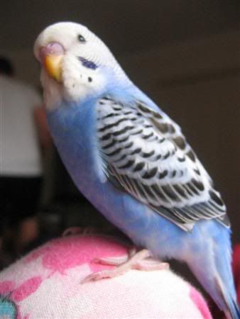 March182007-pets019Custom.jpg