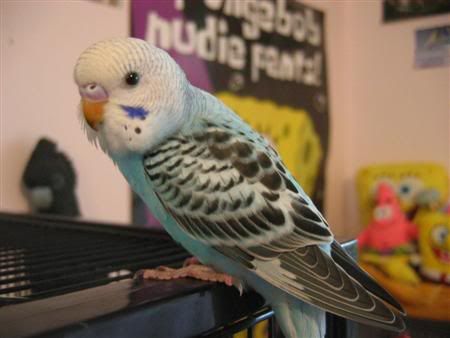 March182007-pets089Custom.jpg