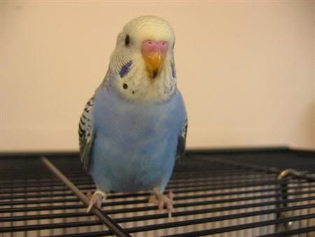 March182007-pets090Custom.jpg