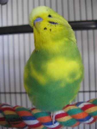 March232007-birds057Custom.jpg