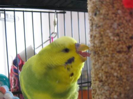 March232007-birds062Custom.jpg