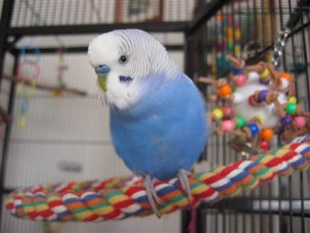 March292007-pets100Custom.jpg
