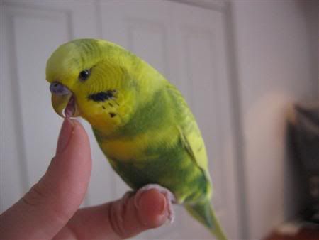 March292007-pets102Custom.jpg