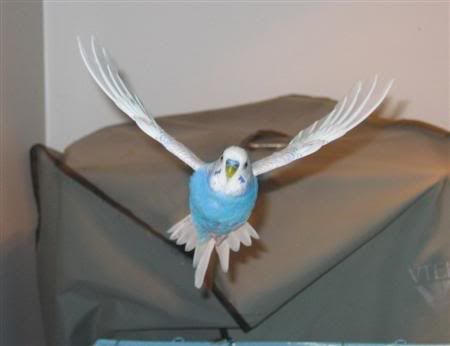 May192007-flying021Custom.jpg