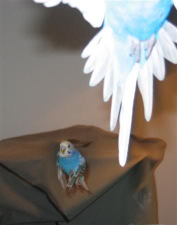 May192007-flying023Custom.jpg