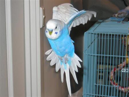 May192007-flying027Custom.jpg