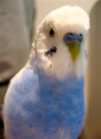 May192007-tielsandbudgies017Custom.jpg