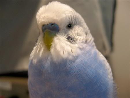May192007-tielsandbudgies020Custom.jpg
