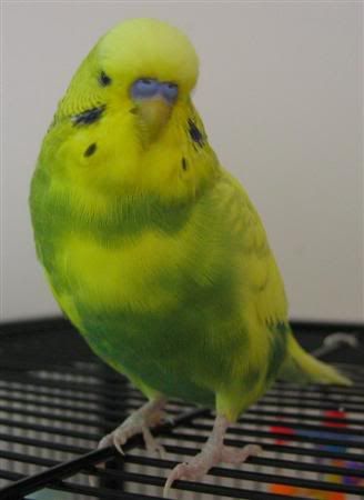 May192007-tielsandbudgies021Custom.jpg