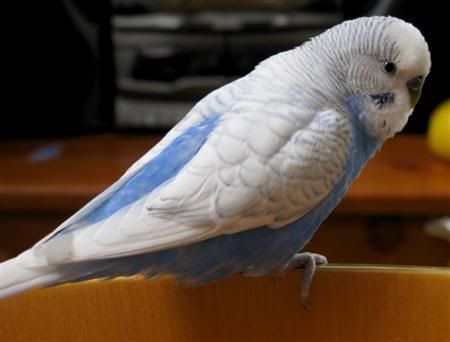 November192007-pets009Custom.jpg