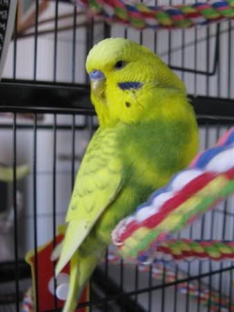 November192007-pets026Custom.jpg