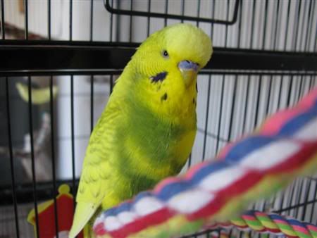 November192007-pets041Custom.jpg