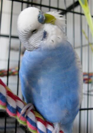 November192007-pets085Custom.jpg