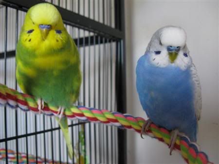 November192007-pets095Custom.jpg