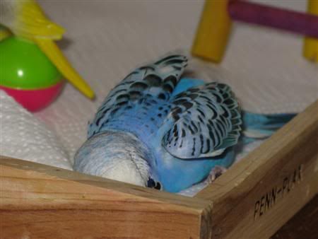 November192007-pets096Custom.jpg