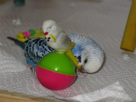 November192007-pets098Custom.jpg