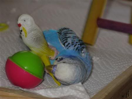 November192007-pets099Custom.jpg
