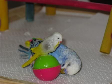 November192007-pets101Custom.jpg