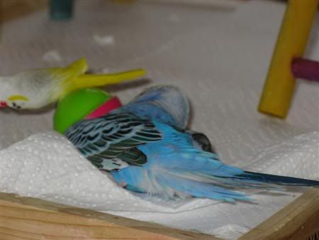 November192007-pets103Custom.jpg