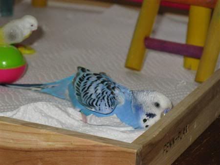 November192007-pets106Custom.jpg