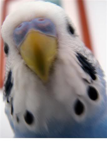 October82007-macroS2068Custom.jpg