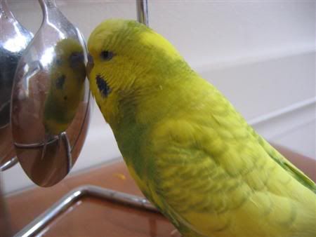 September112007-birdies015Custom.jpg