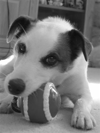 January112007-bwpets021Custom.jpg