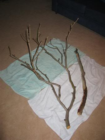 9February2008-petsandbranches023.jpg
