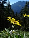 yellow flower foreground