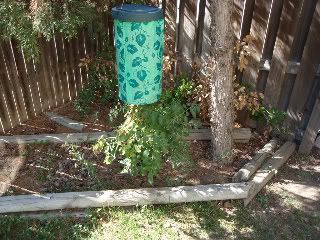 hanging tomato plant kids