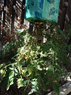 hanging tomato plant2 kids