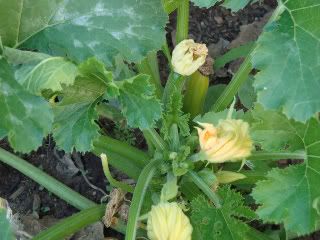  courgettes