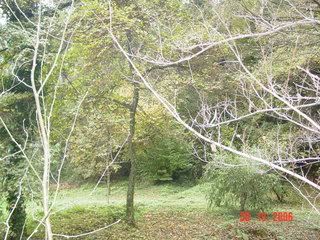 Photograph of Autumn trees