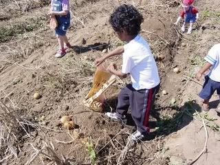 Photo of the potatoe hunt