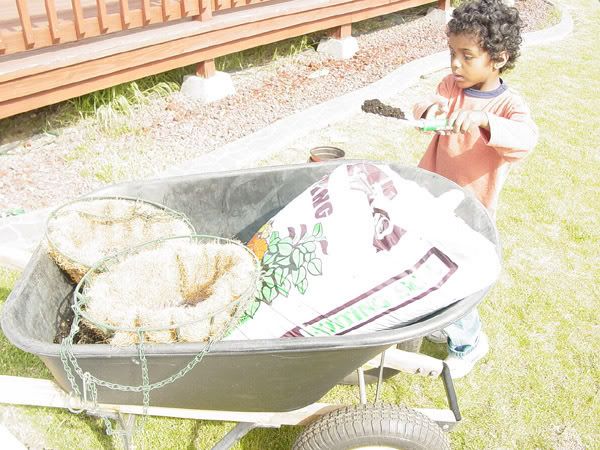 Filling the hanging baskets