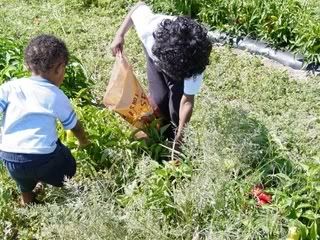 Photo of boys looking for peppers