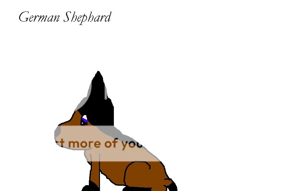 germanshephard.jpg