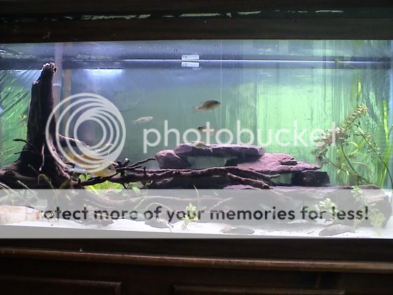 75 gallon cichlid tank | AquariaCentral.com