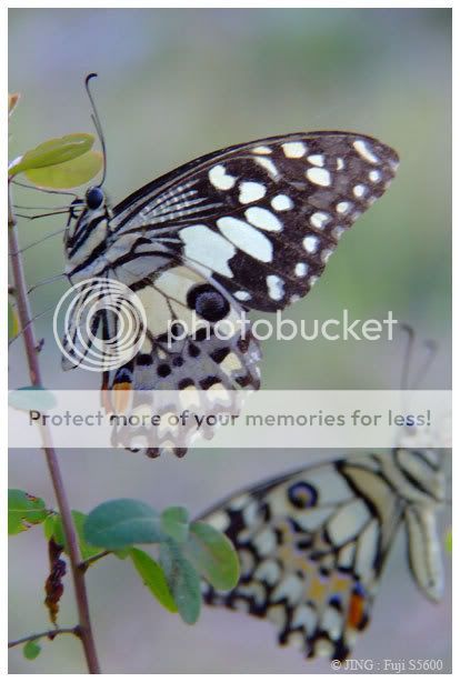 Photobucket - Video and Image Hosting