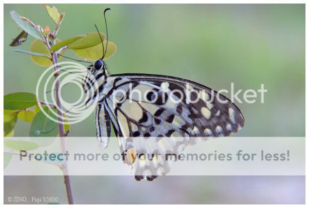 Photobucket - Video and Image Hosting