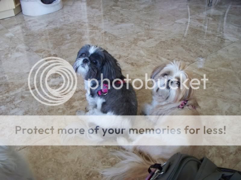 re: Dogs we've seen and loved